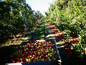 Apfel Ernte Kiste