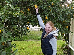 Orangenpflückerin