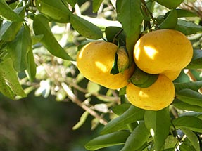 Grapefruit Baum Aroha