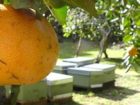 Bienenstöcke Grapefruit Aroha