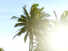 Palmen Rarotonga Bungalow