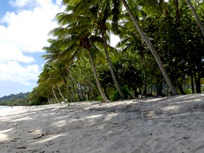 Strand Raro palme