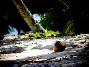 Kokosnuss Strand
