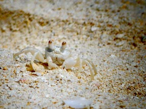 Krebse Strand Raro