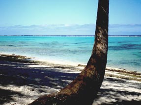 Palme Meer Rarotonga