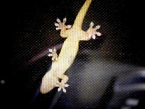 Gecko Fliegengitter Raro