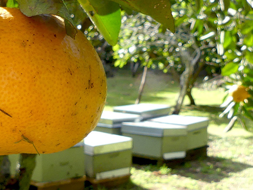 Obst und Honig auf Aroha Island